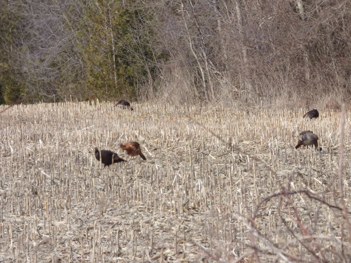 Wild Turkey - Bill Crins