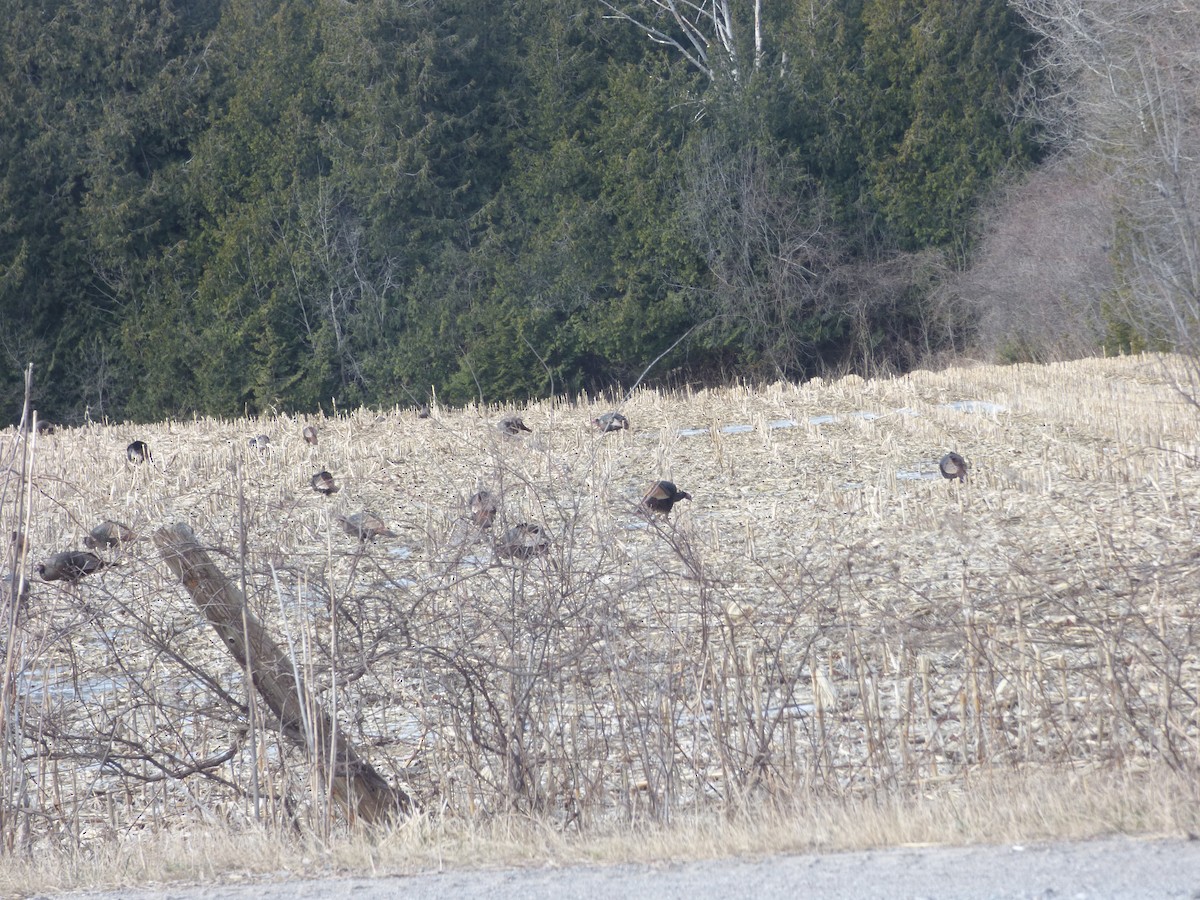 Wild Turkey - Bill Crins