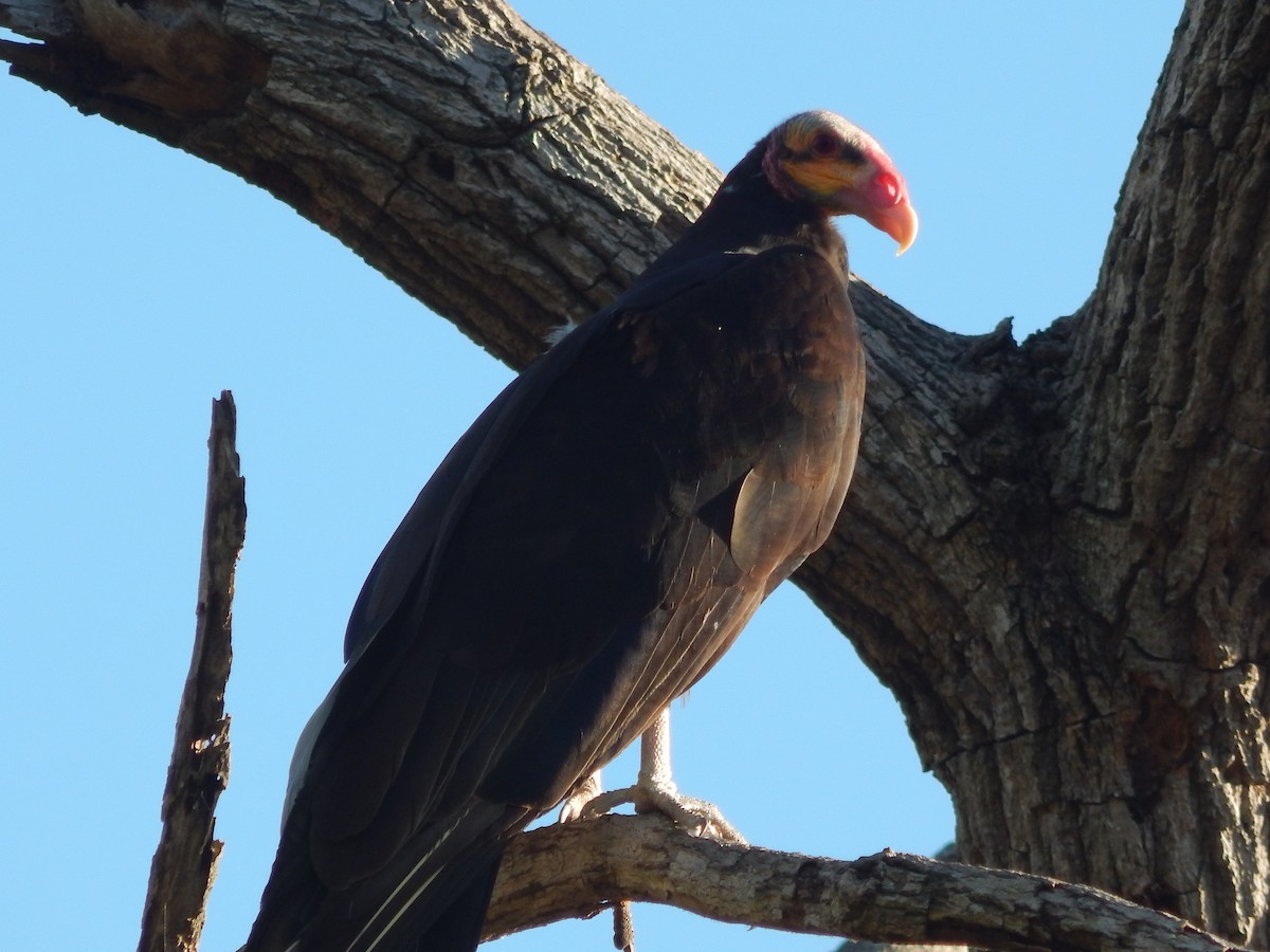 Lesser Yellow-headed Vulture - Fabiana Santos de Oliveira