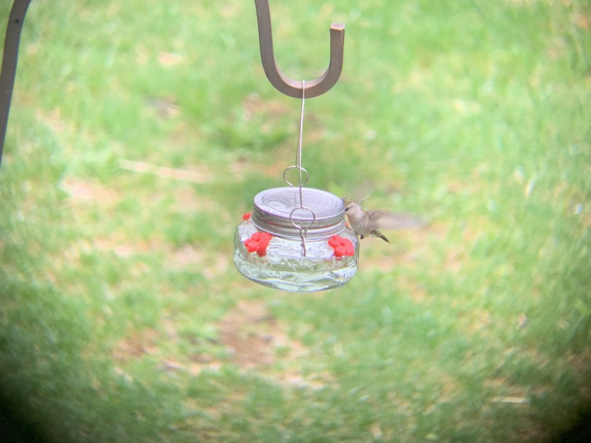 Ruby-throated Hummingbird - August Palmer