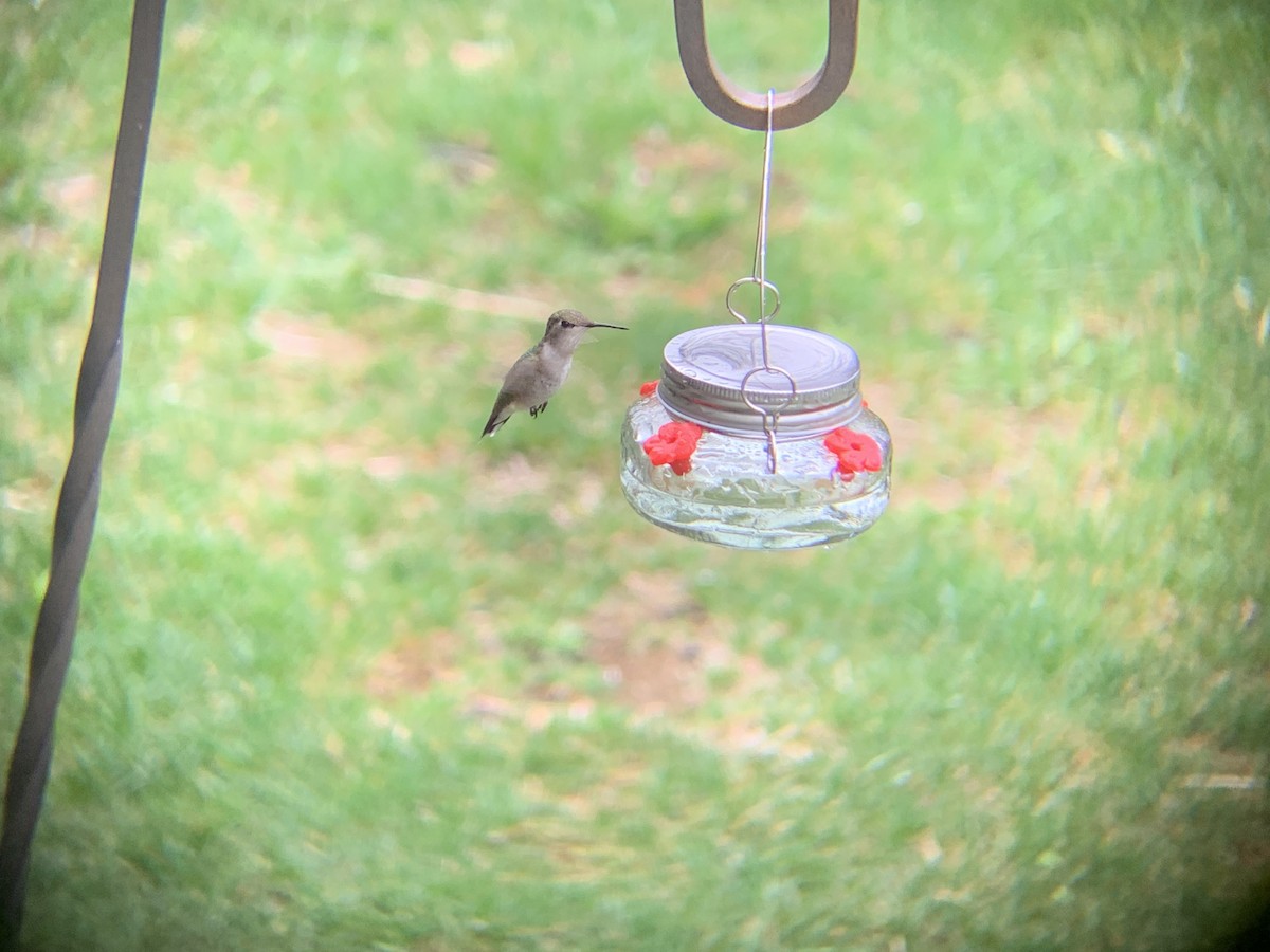 Ruby-throated Hummingbird - August Palmer