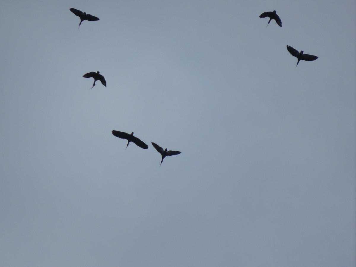 Bare-faced Ibis - ML619440922