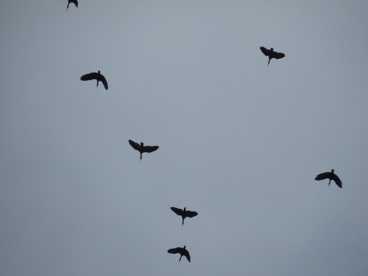 Bare-faced Ibis - ML619440923