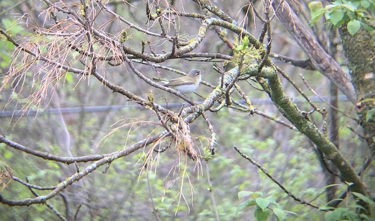 Red-eyed Vireo - August Palmer