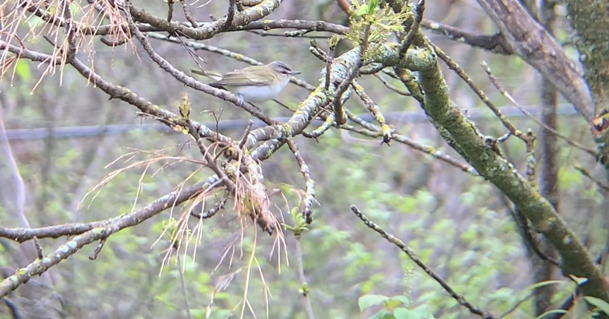 Red-eyed Vireo - August Palmer