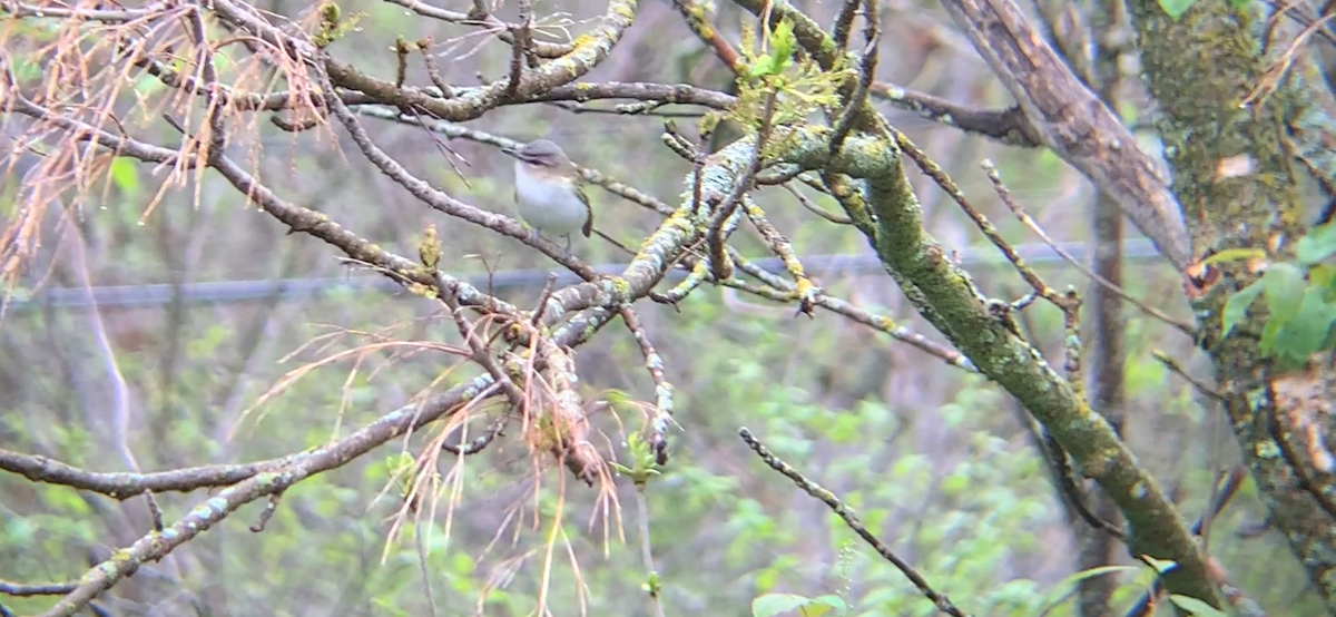 Red-eyed Vireo - August Palmer