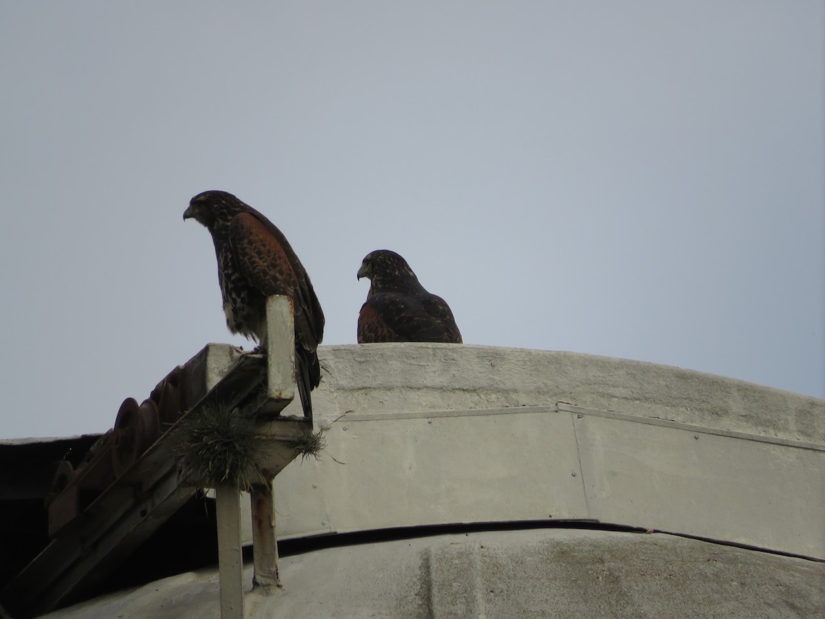 Harris's Hawk - ML619440927