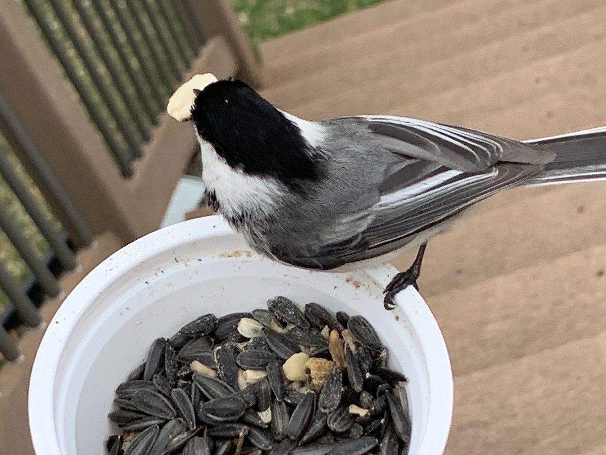 Black-capped Chickadee - August Palmer