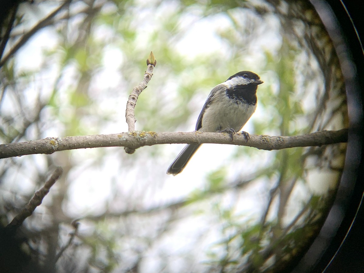 Black-capped Chickadee - August Palmer