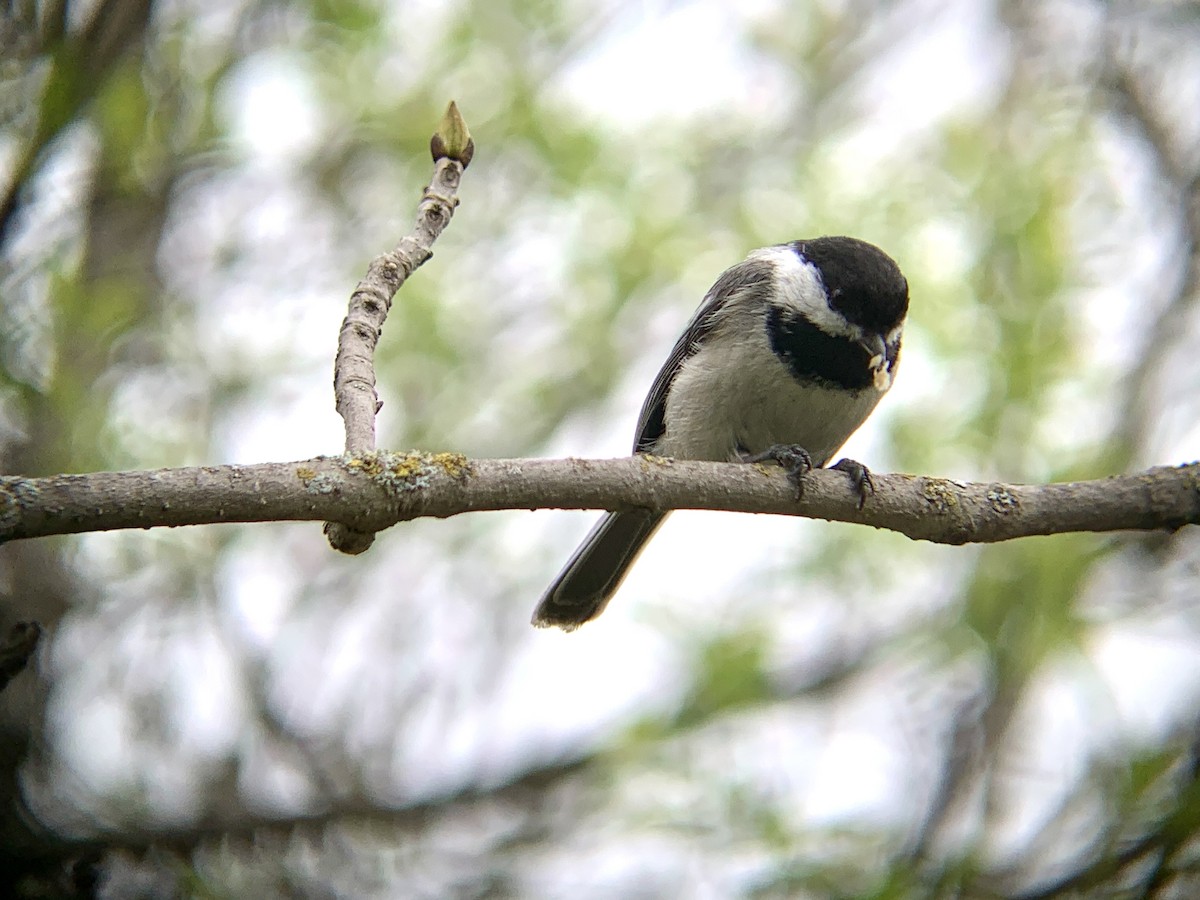 Black-capped Chickadee - August Palmer