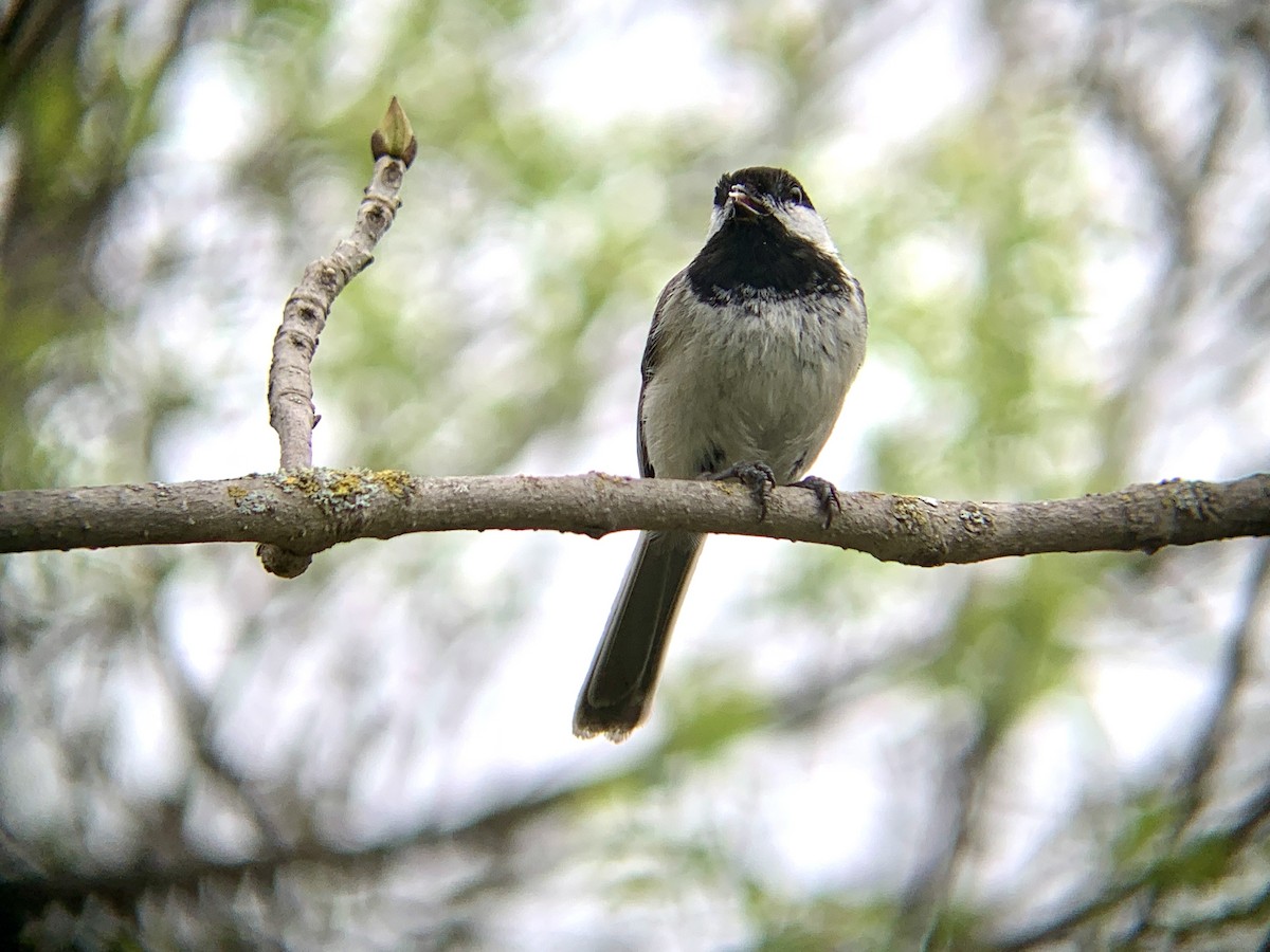 Black-capped Chickadee - August Palmer