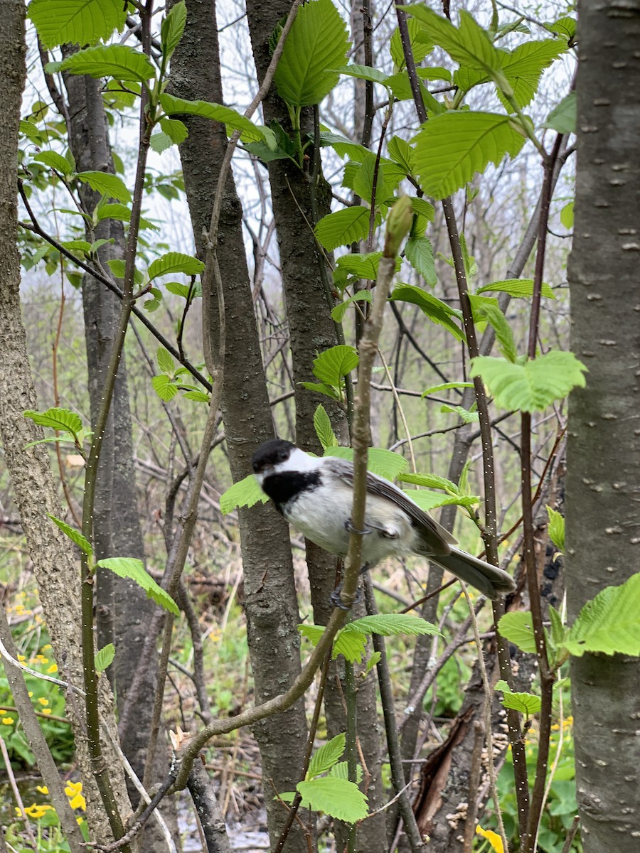 Black-capped Chickadee - August Palmer