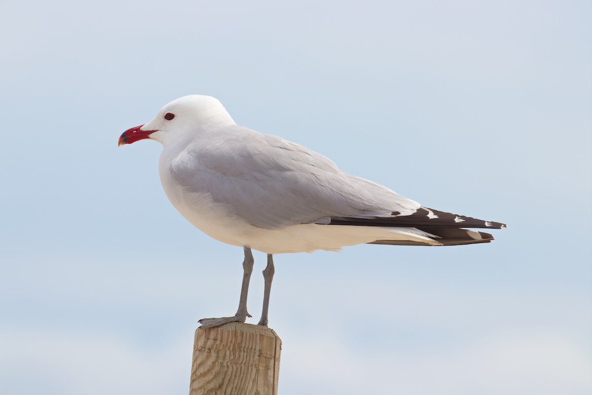 Audouin's Gull - Bruce Kerr