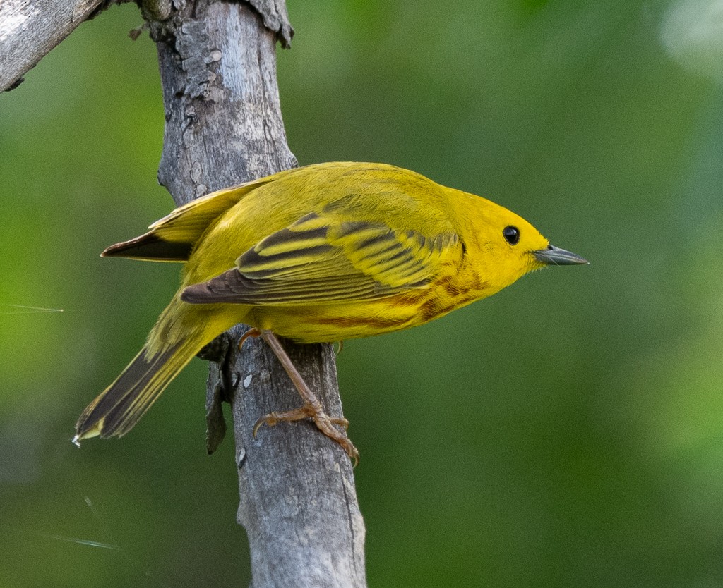 Yellow Warbler - Kevin Rutherford