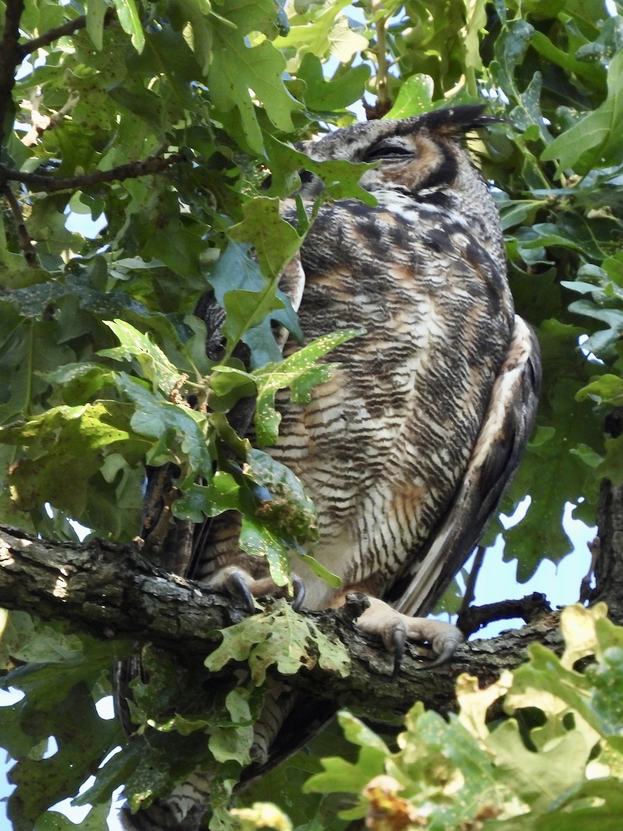 Great Horned Owl - debbie martin