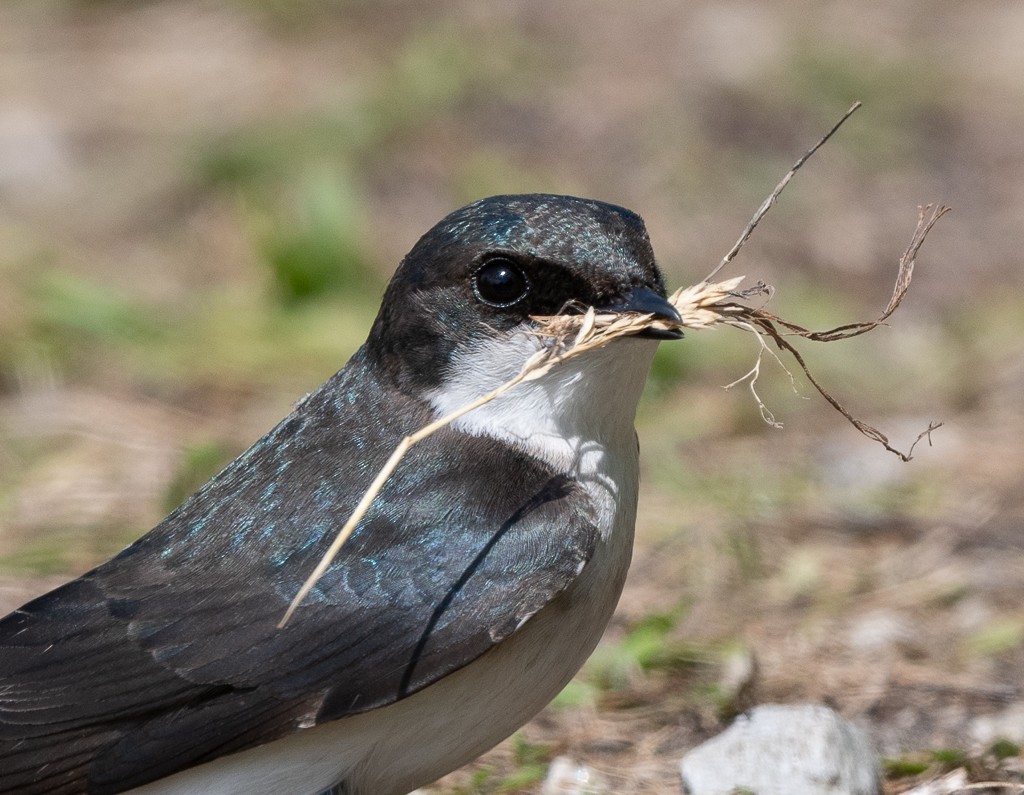 Tree Swallow - Kevin Rutherford