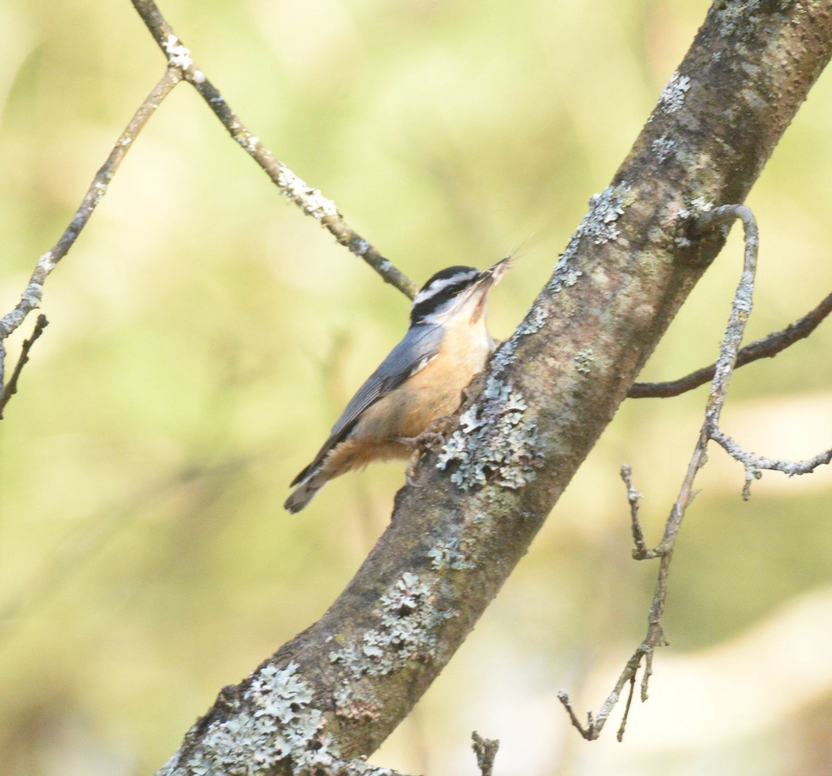 Red-breasted Nuthatch - Daniel DeLapp