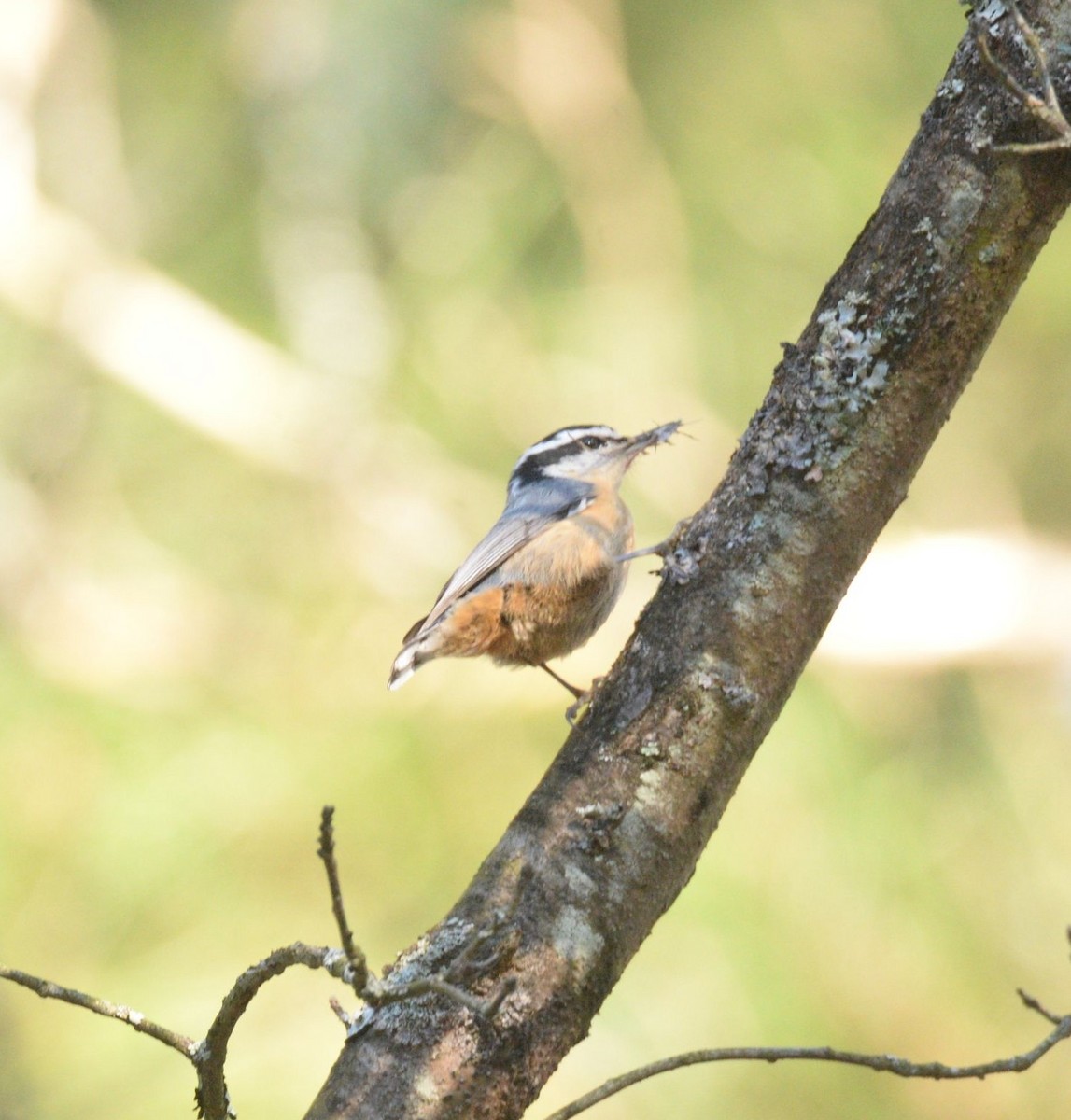 Red-breasted Nuthatch - Daniel DeLapp