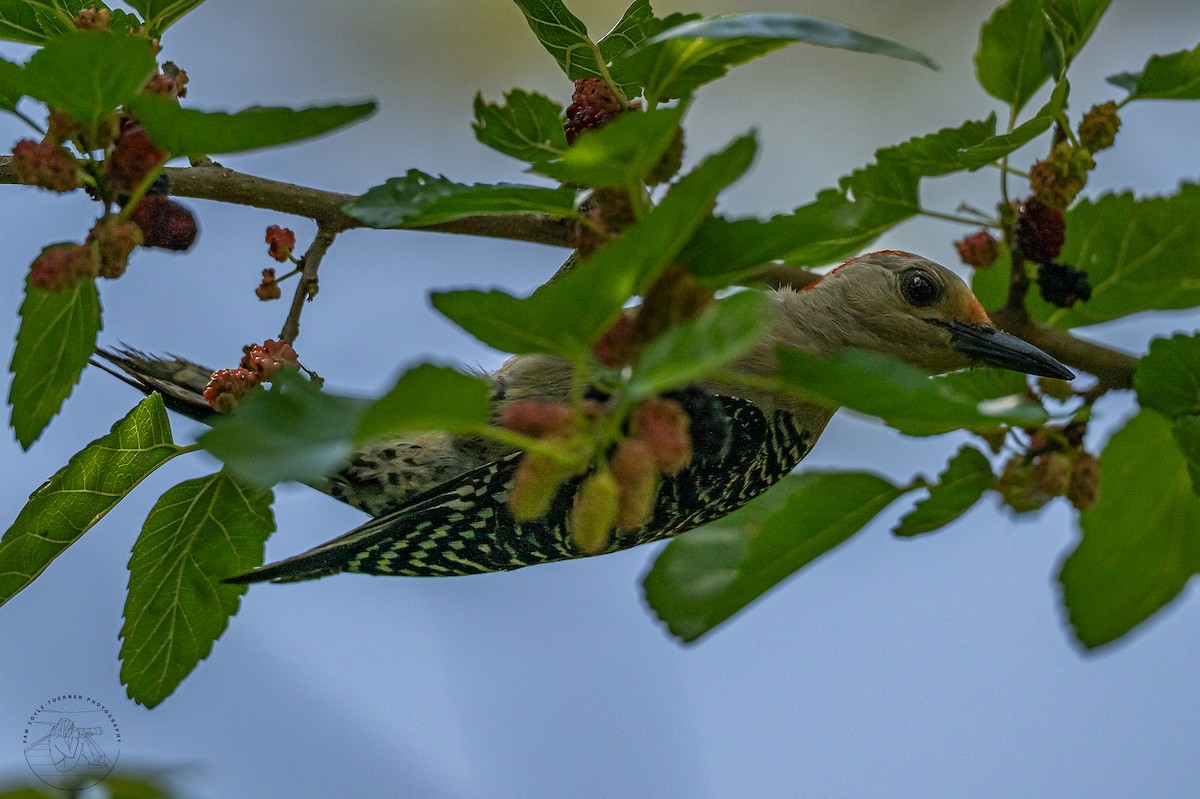 Red-bellied Woodpecker - Pam Toerner