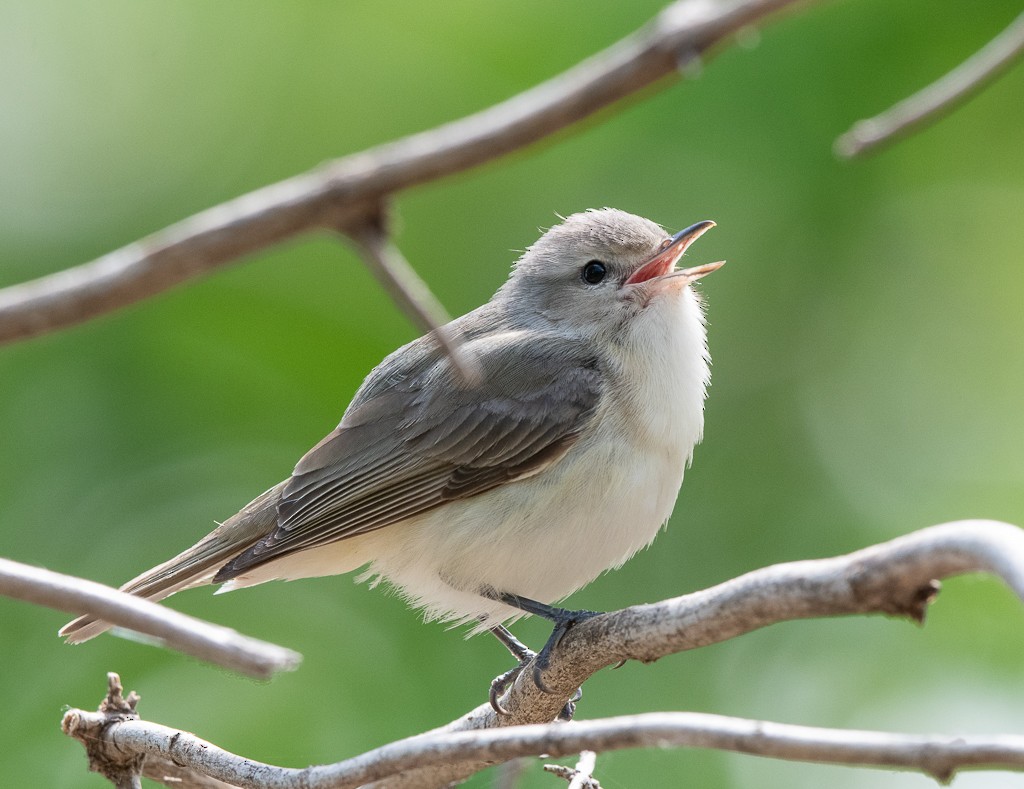 Warbling Vireo - Kevin Rutherford