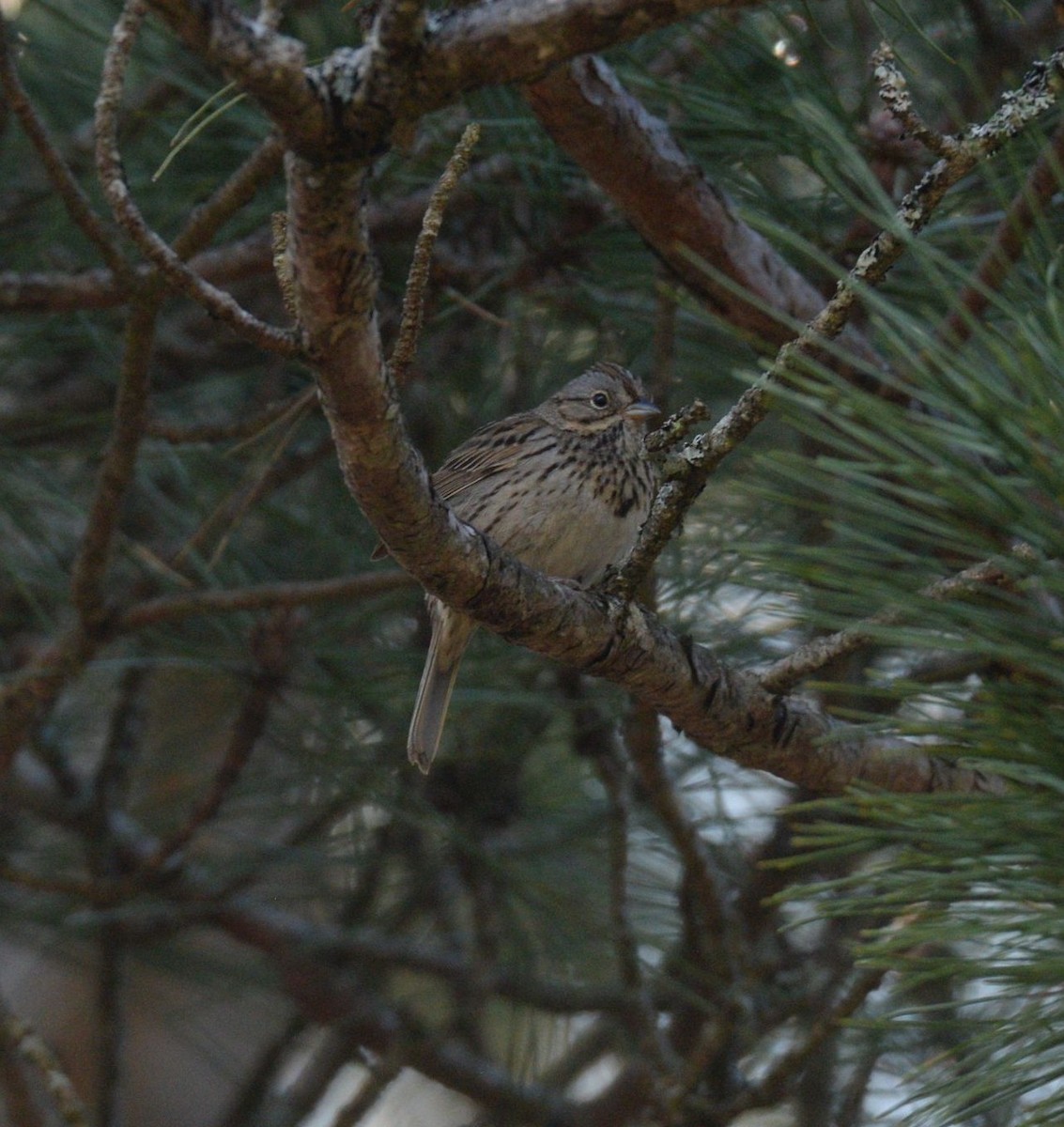 Lincoln's Sparrow - ML619440993