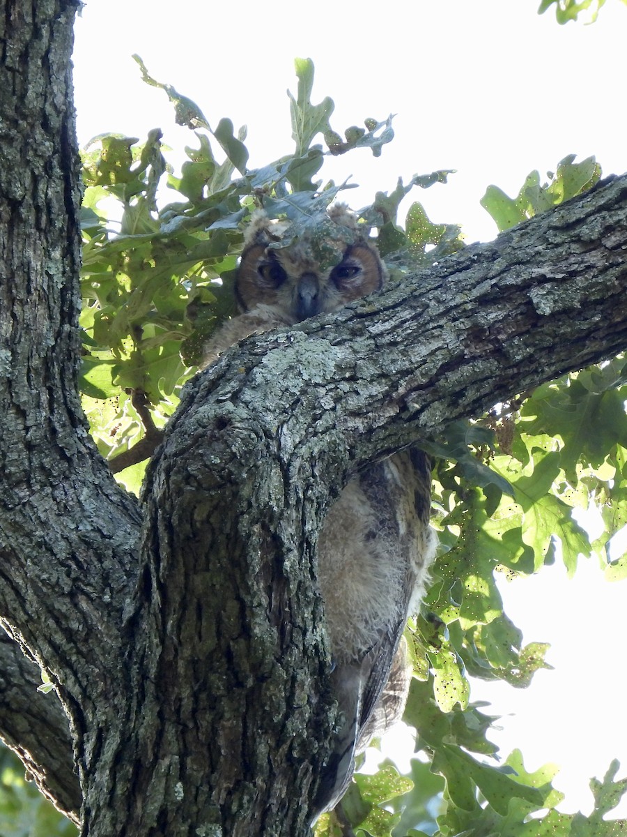 Great Horned Owl - debbie martin