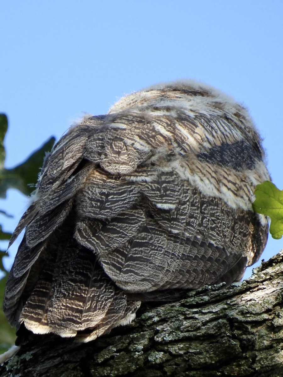 Great Horned Owl - debbie martin