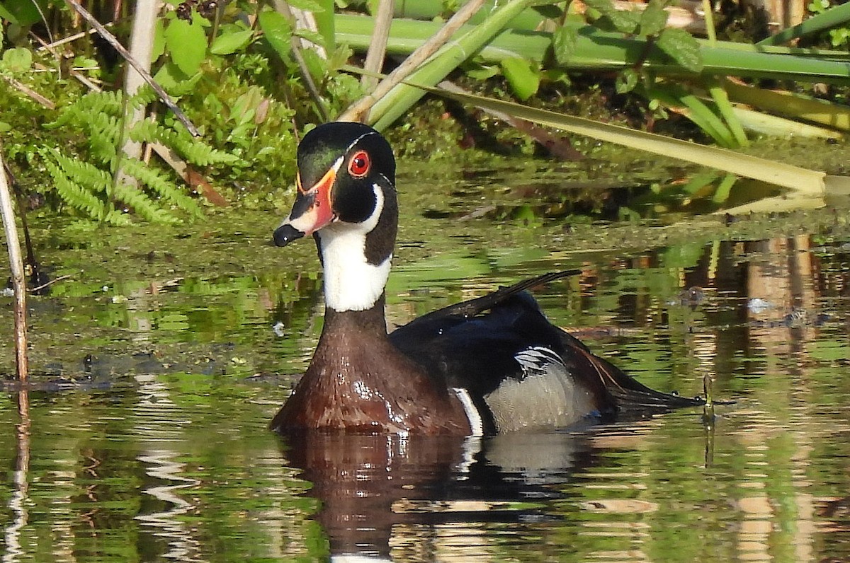 Wood Duck - John Tannahill