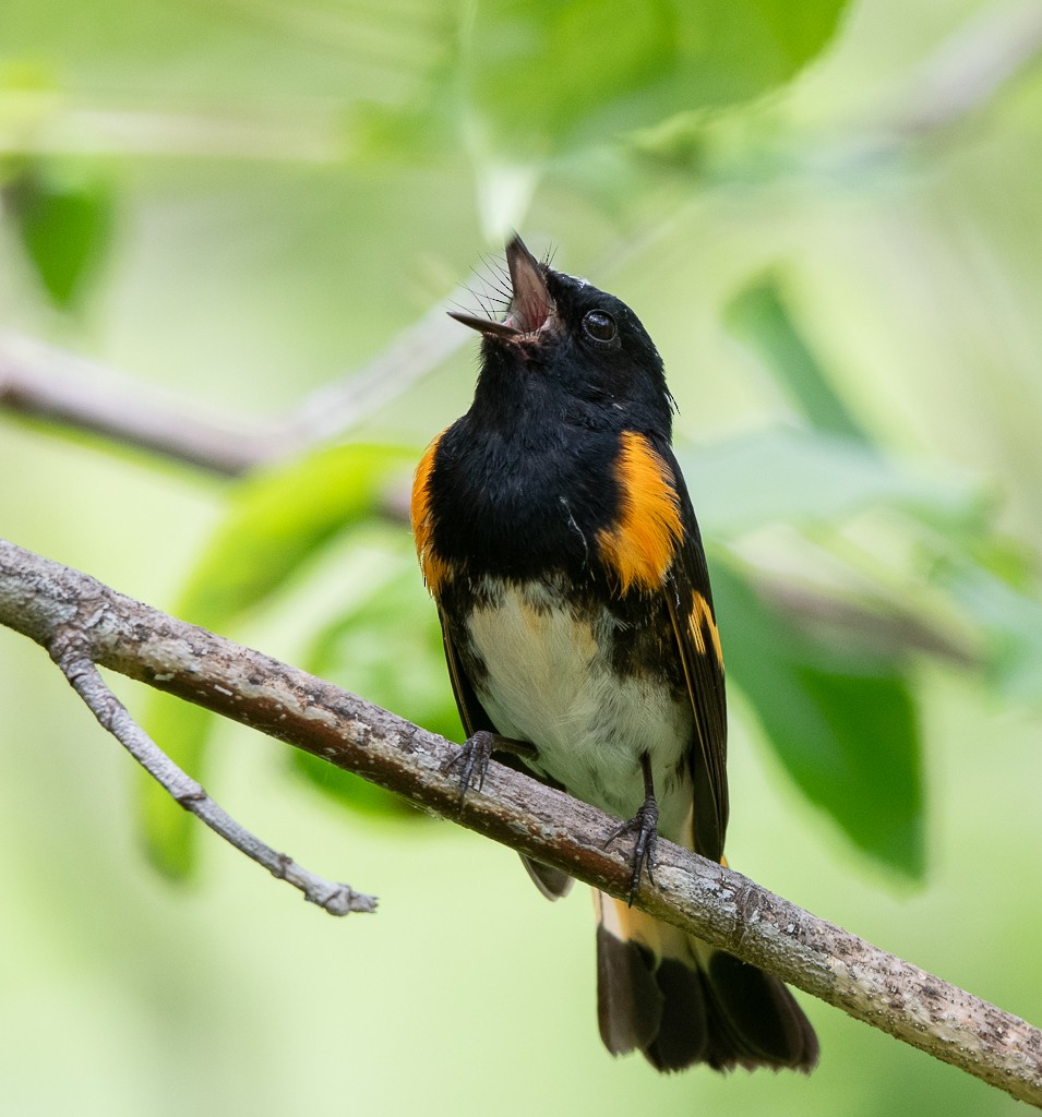 American Redstart - Kevin Rutherford