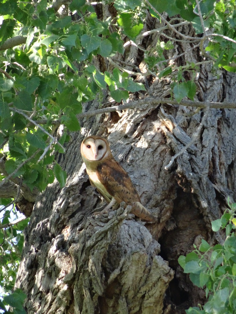 Barn Owl - Alexis Van Esch