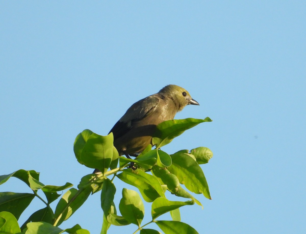 Palm Tanager - Jose Fernando Sanchez O.