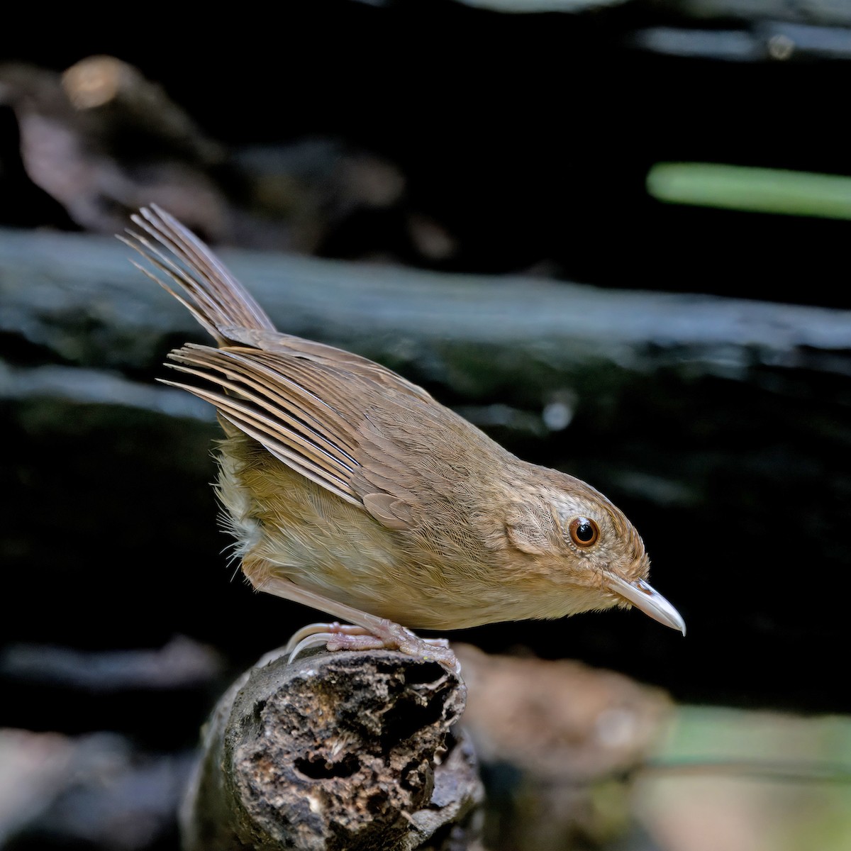 Buff-breasted Babbler - Ching Chai Liew