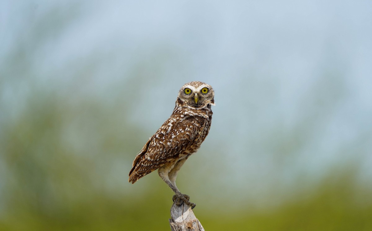 Burrowing Owl - Felix Figueroa