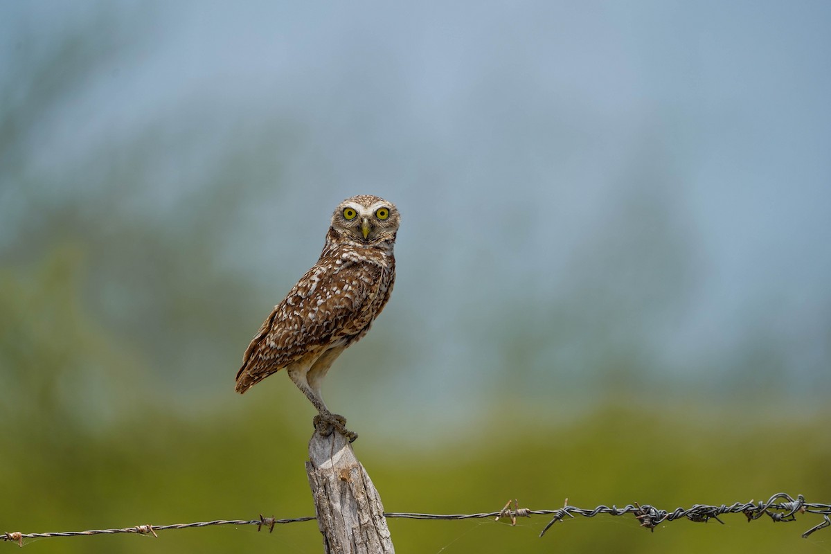 Burrowing Owl - Felix Figueroa