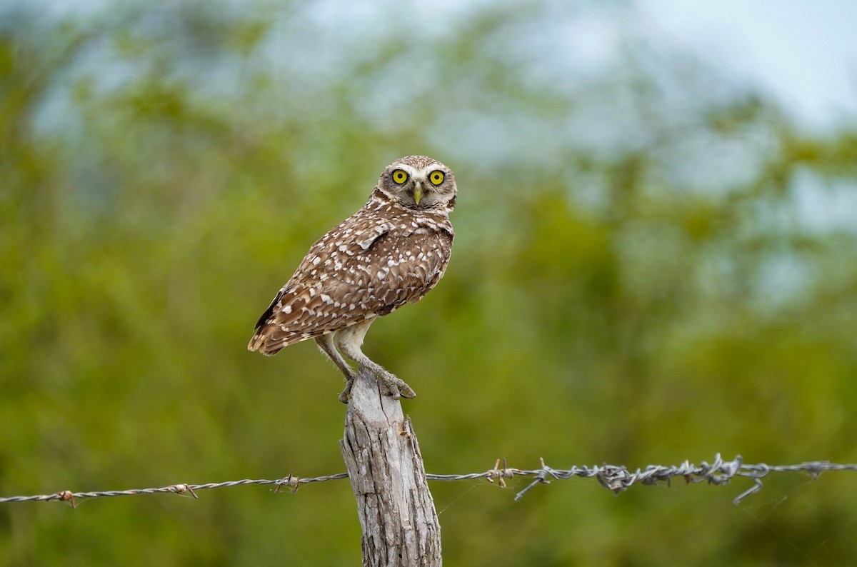 Burrowing Owl - Felix Figueroa