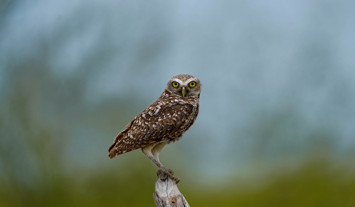 Burrowing Owl - Felix Figueroa