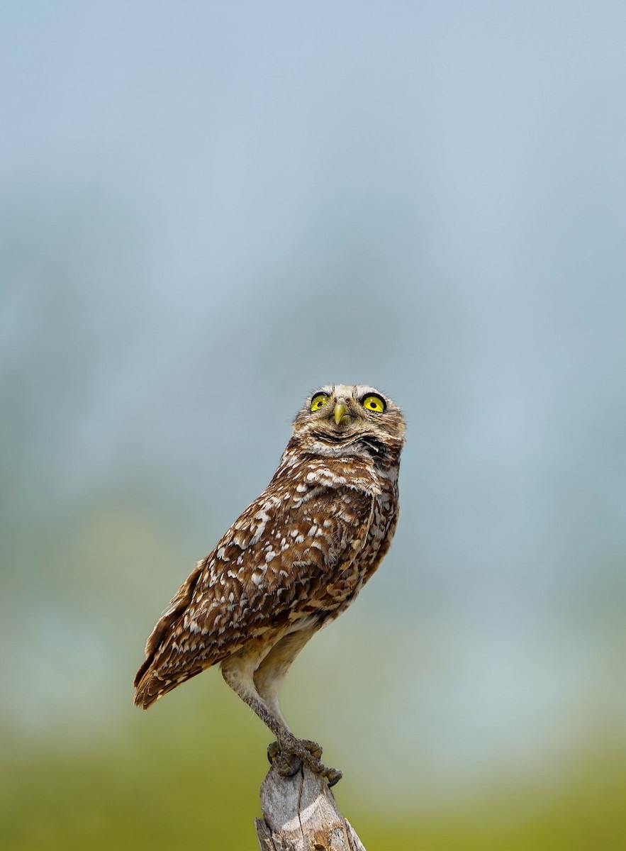 Burrowing Owl - Felix Figueroa