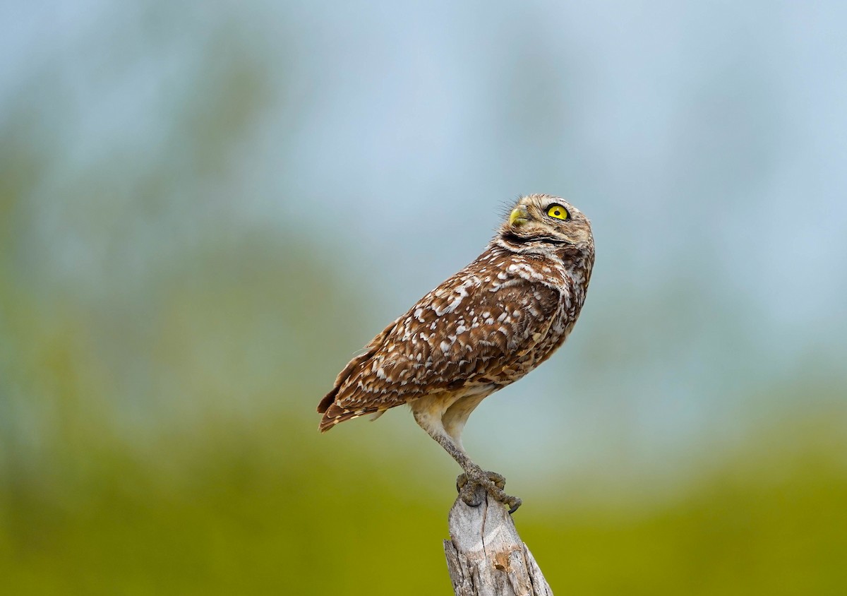 Burrowing Owl - Felix Figueroa