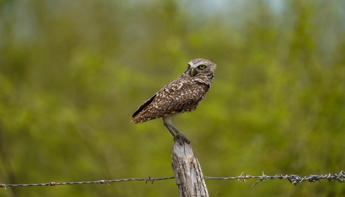 Burrowing Owl - Felix Figueroa