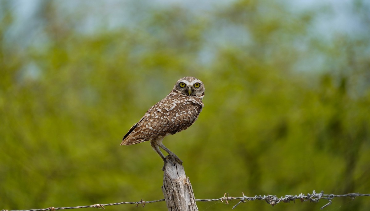 Burrowing Owl - Felix Figueroa