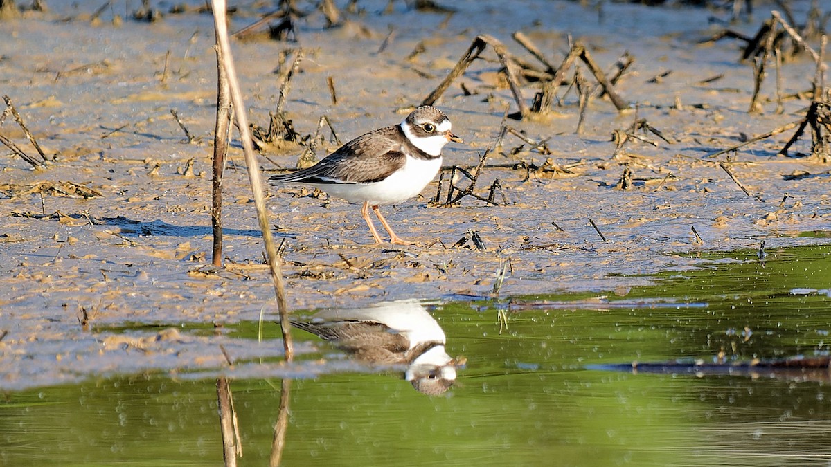 Semipalmated Plover - ML619441049