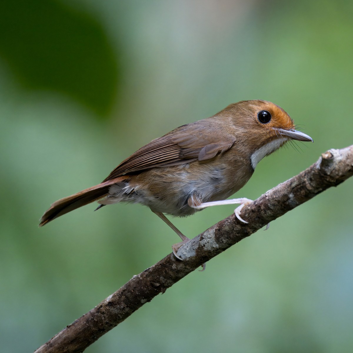 Rufous-browed Flycatcher - Ching Chai Liew