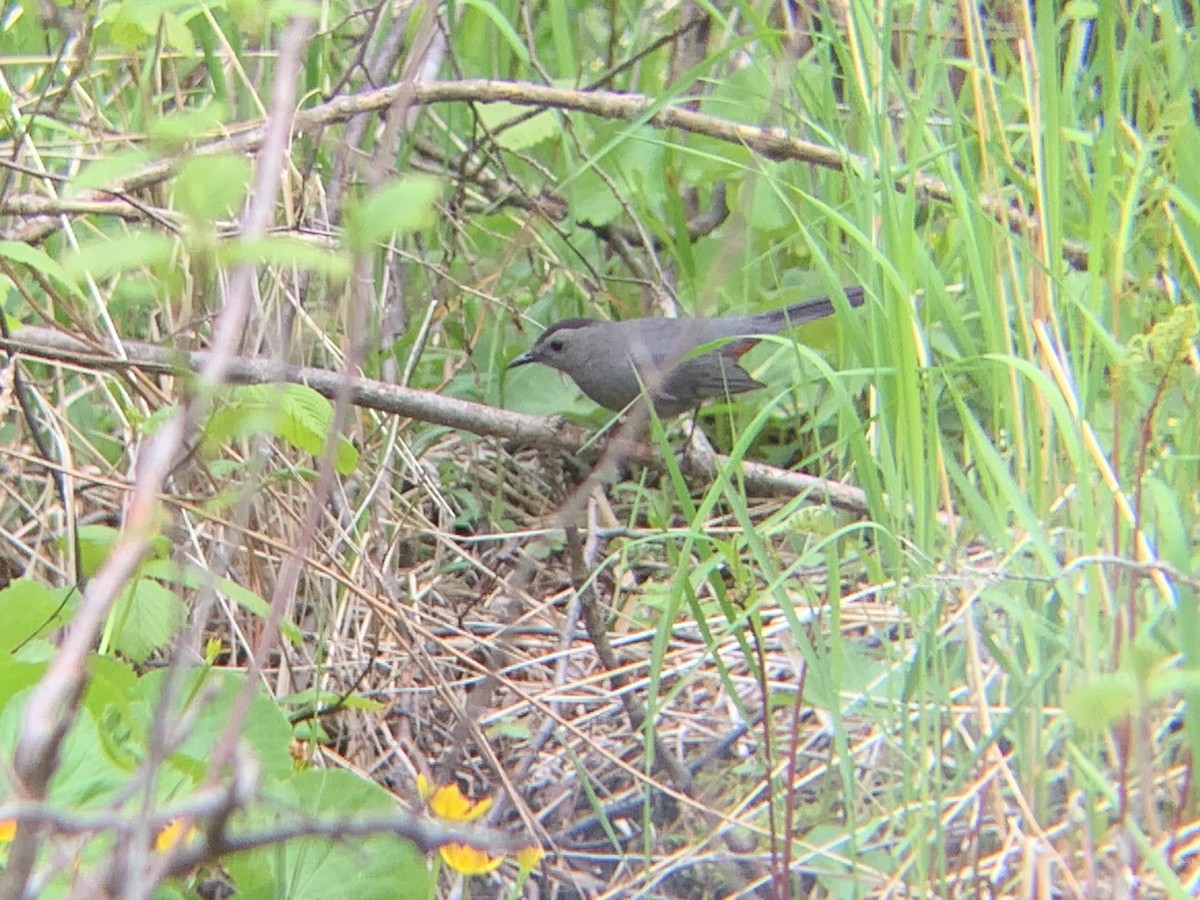 Gray Catbird - August Palmer