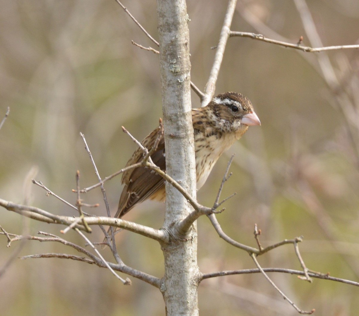 Rose-breasted Grosbeak - Daniel DeLapp