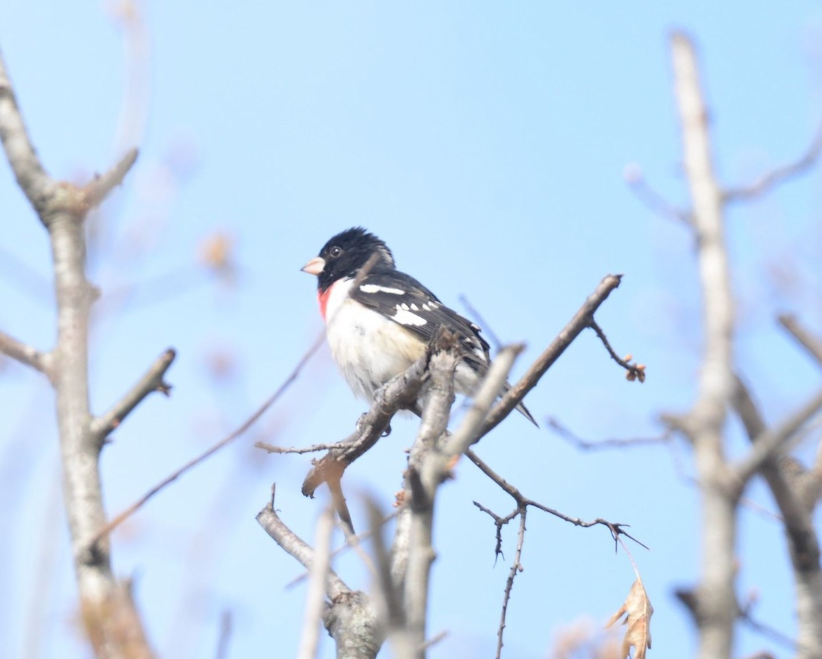 Rose-breasted Grosbeak - ML619441054