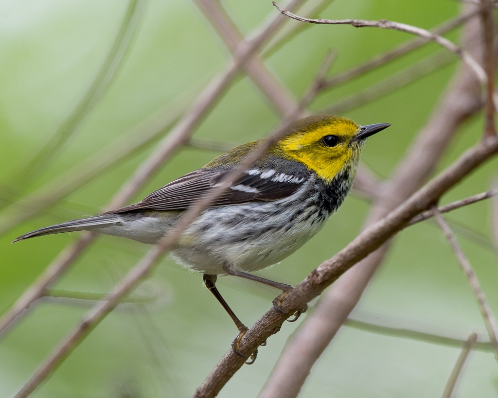 Black-throated Green Warbler - Kevin Rutherford