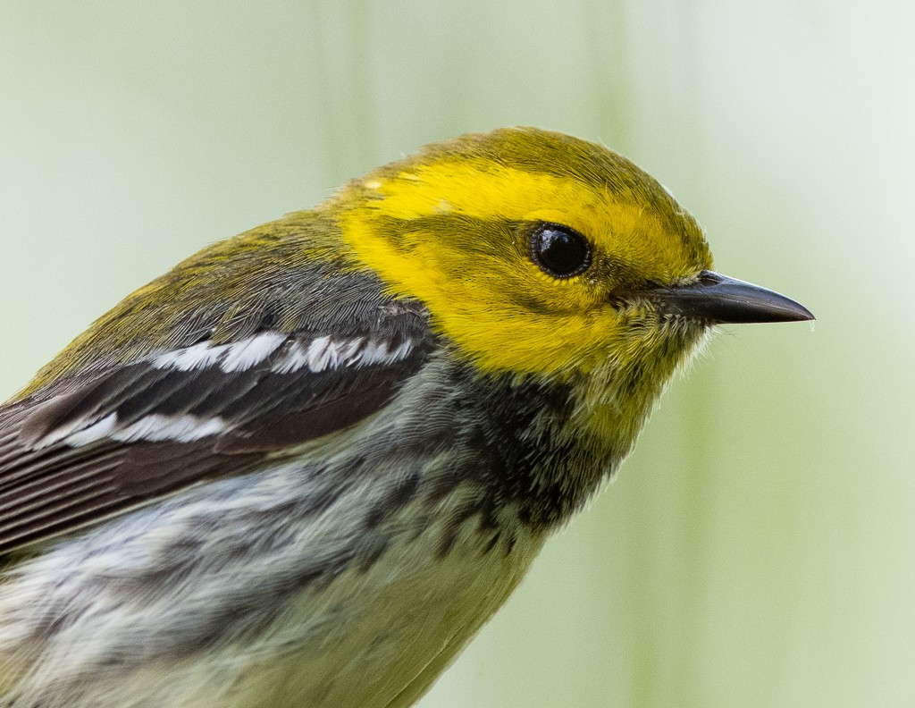 Black-throated Green Warbler - Kevin Rutherford