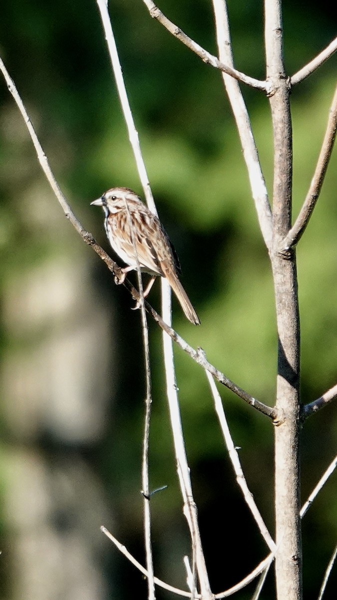 Song Sparrow (melodia/atlantica) - Tom Shepard