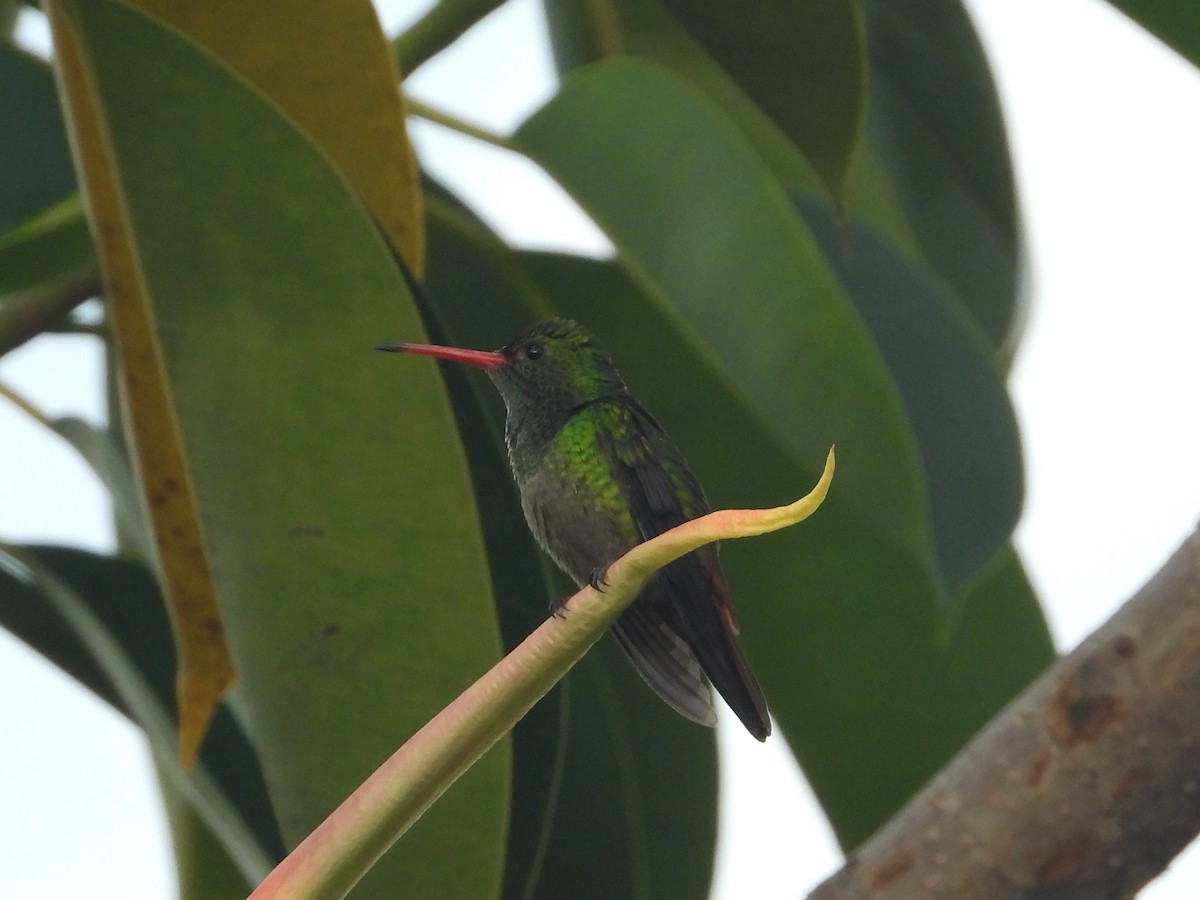 Rufous-tailed Hummingbird - Jose Fernando Sanchez O.