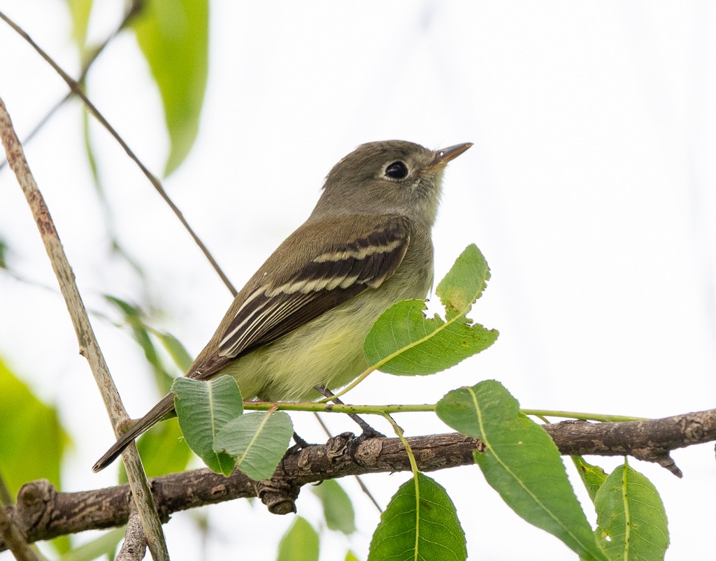 Least Flycatcher - Kevin Rutherford